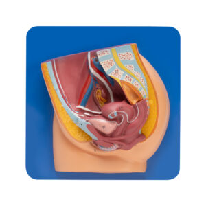 REPRODUCTIVE SYSTEM FEMALE