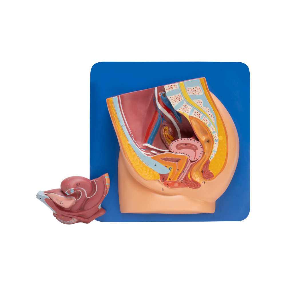 REPRODUCTIVE SYSTEM FEMALE - Image 2