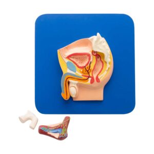 REPRODUCTIVE SYSTEM MALE