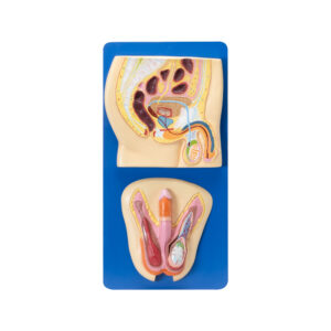 HUMAN REPRODUCTIVE SYSTEM MALE