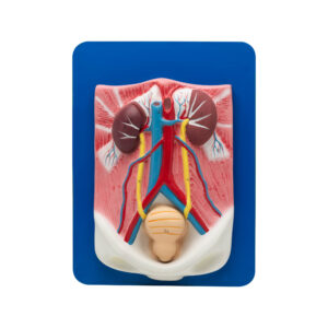 HUMAN URINARY ORGANS MODEL