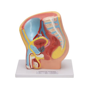 MALE PELVIS MODEL