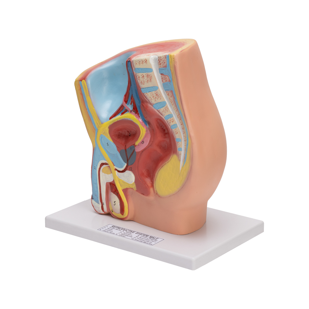 MALE PELVIS MODEL - Image 2