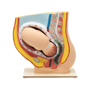 PREGNANCY PELVIS WITH BABY MODEL
