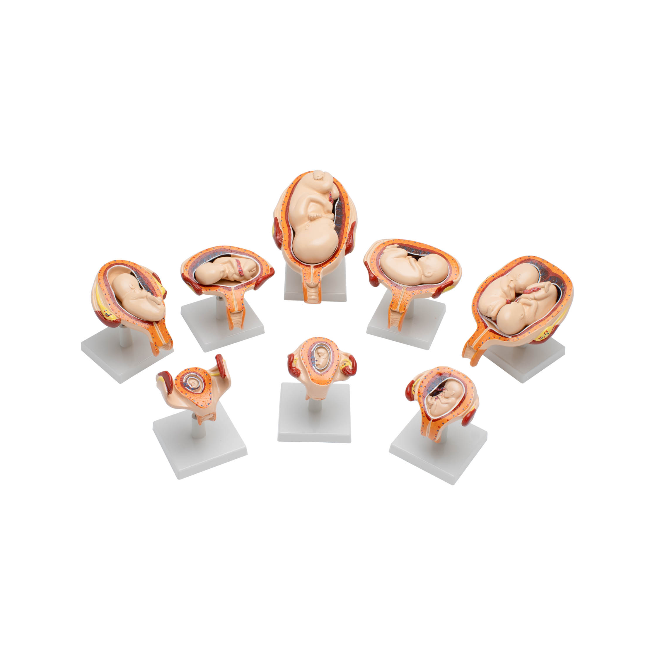 Embryonic Development Model Set (Period of Gestation)