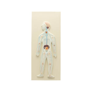 HUMAN NERVOUS SYSTEM MODEL-COMPACT SIZE