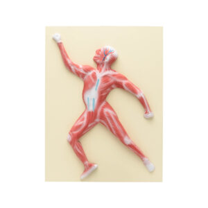 MUSCLE FIGURE MODEL