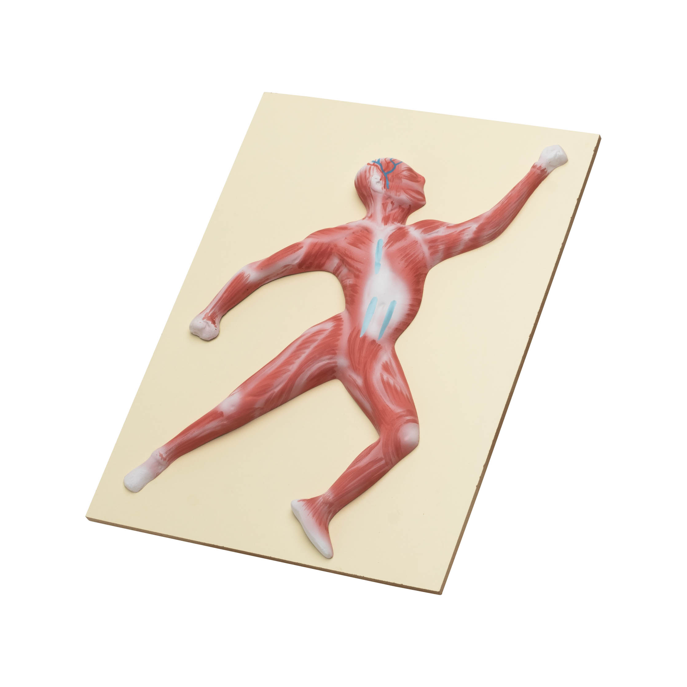 MUSCLE FIGURE MODEL - Image 2