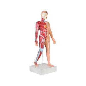 TORSO FEMALE (FULL SIZE)