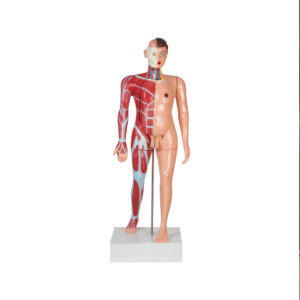 TORSO MALE (FULL SIZE)