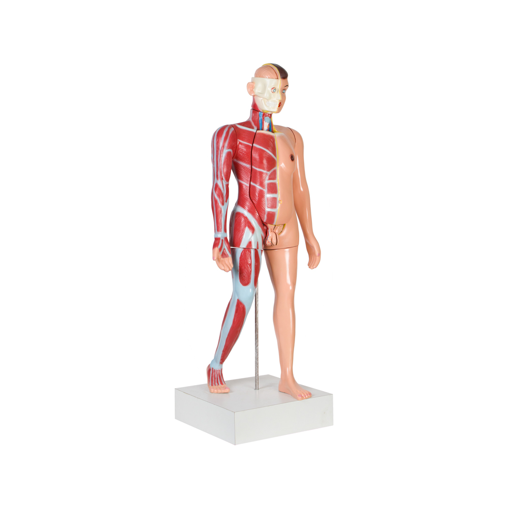 TORSO MALE (FULL SIZE) - Image 2