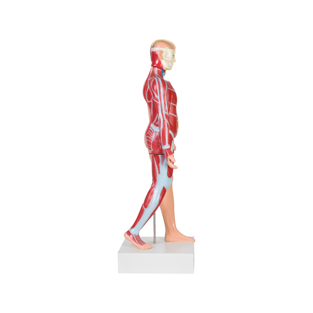 TORSO MALE (FULL SIZE) - Image 3