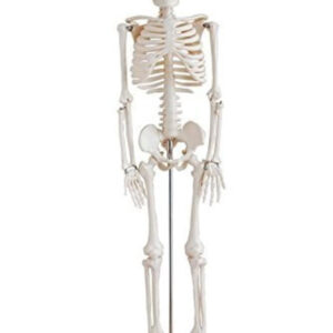 HUMAN SKELETON