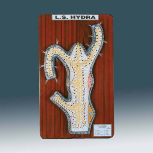 MODEL OF HYDRA