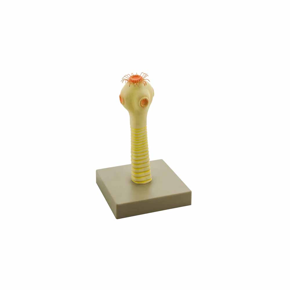 HEAD OF THE PORK TAPEWORM