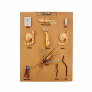 Mosquito (Anopheles) Development Model