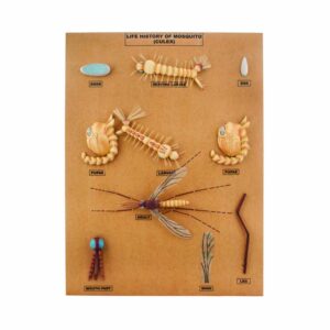 MOSQUITO (CULEX) DEVELOPMENT MODEL-10 STAGES MOUNTED ON BASE