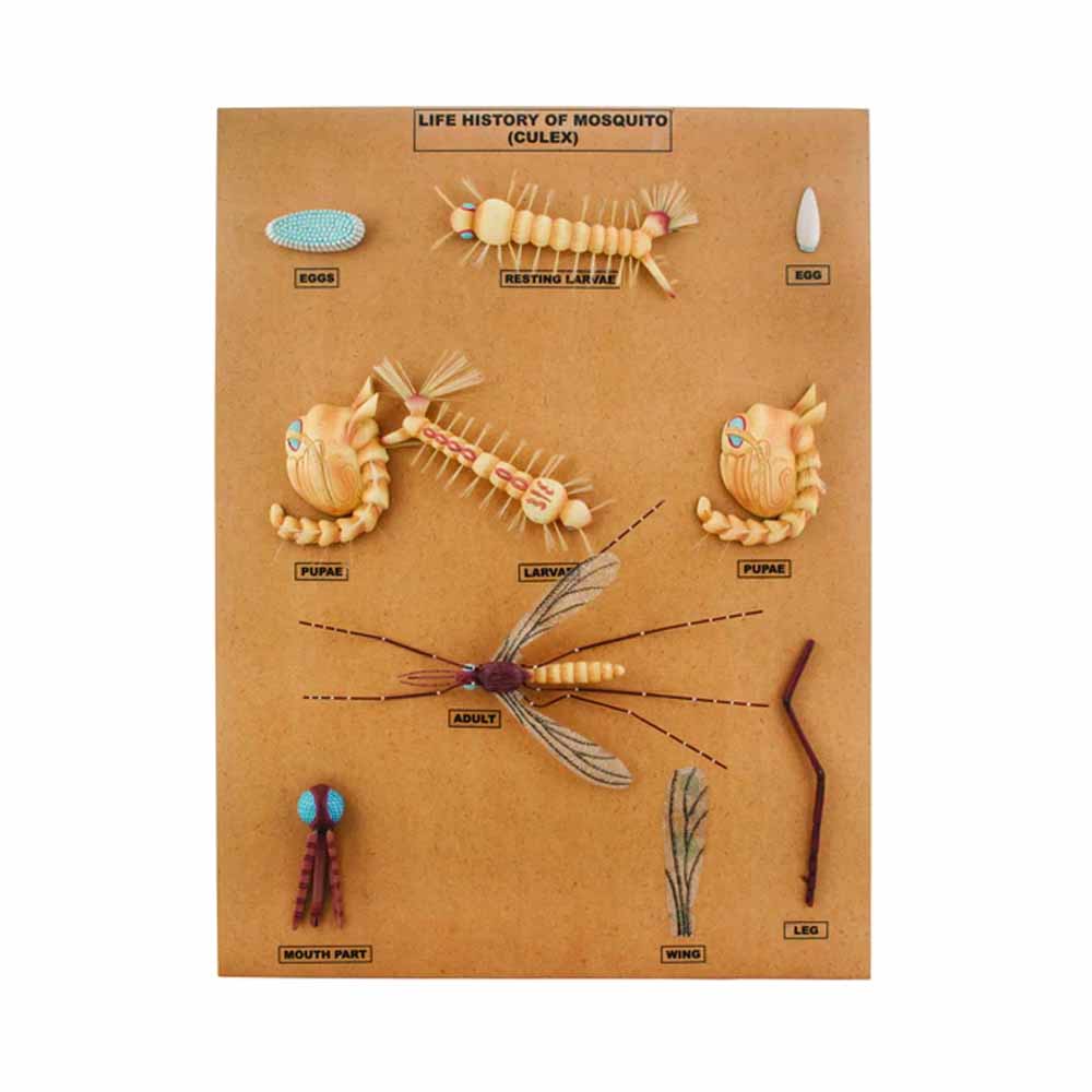 MOSQUITO (CULEX) DEVELOPMENT MODEL-10 STAGES MOUNTED ON BASE