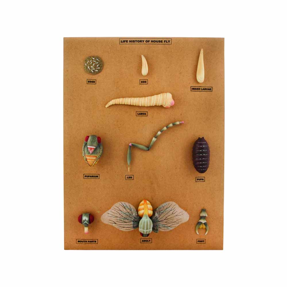 MODEL L.H. OF HOUSE FLY