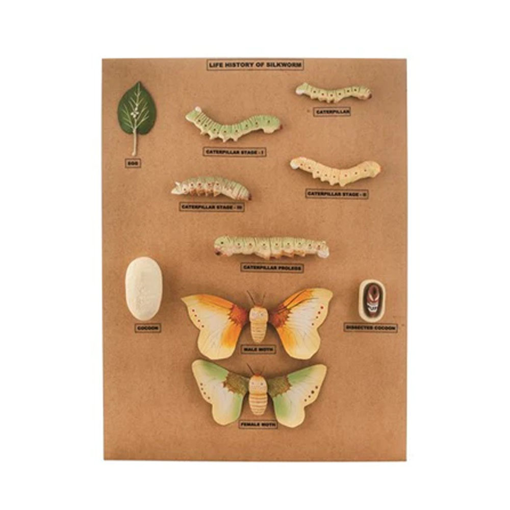 MODEL L.H. OF SILKWORM