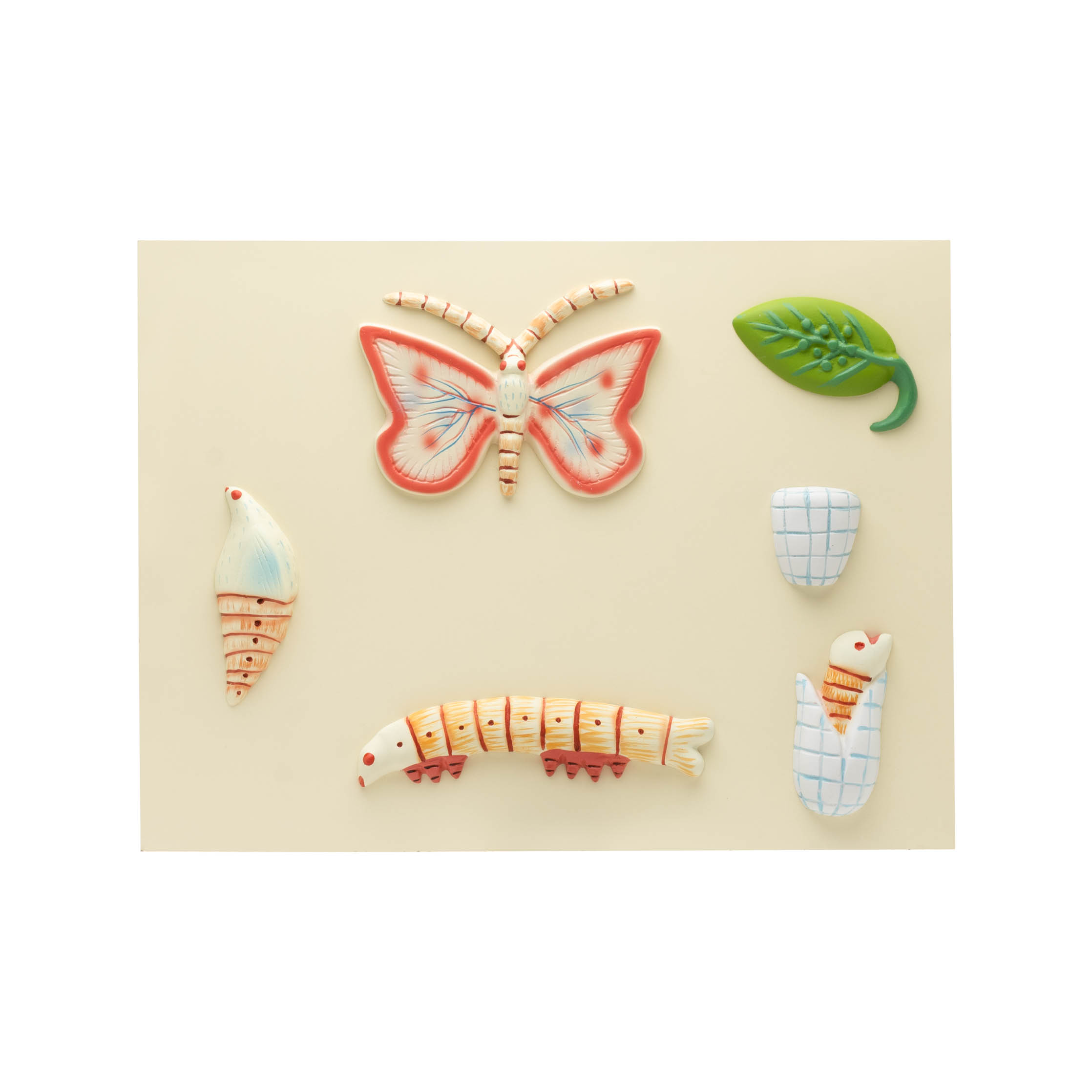 LIFE HISTORY OF BUTTERFLY MODEL