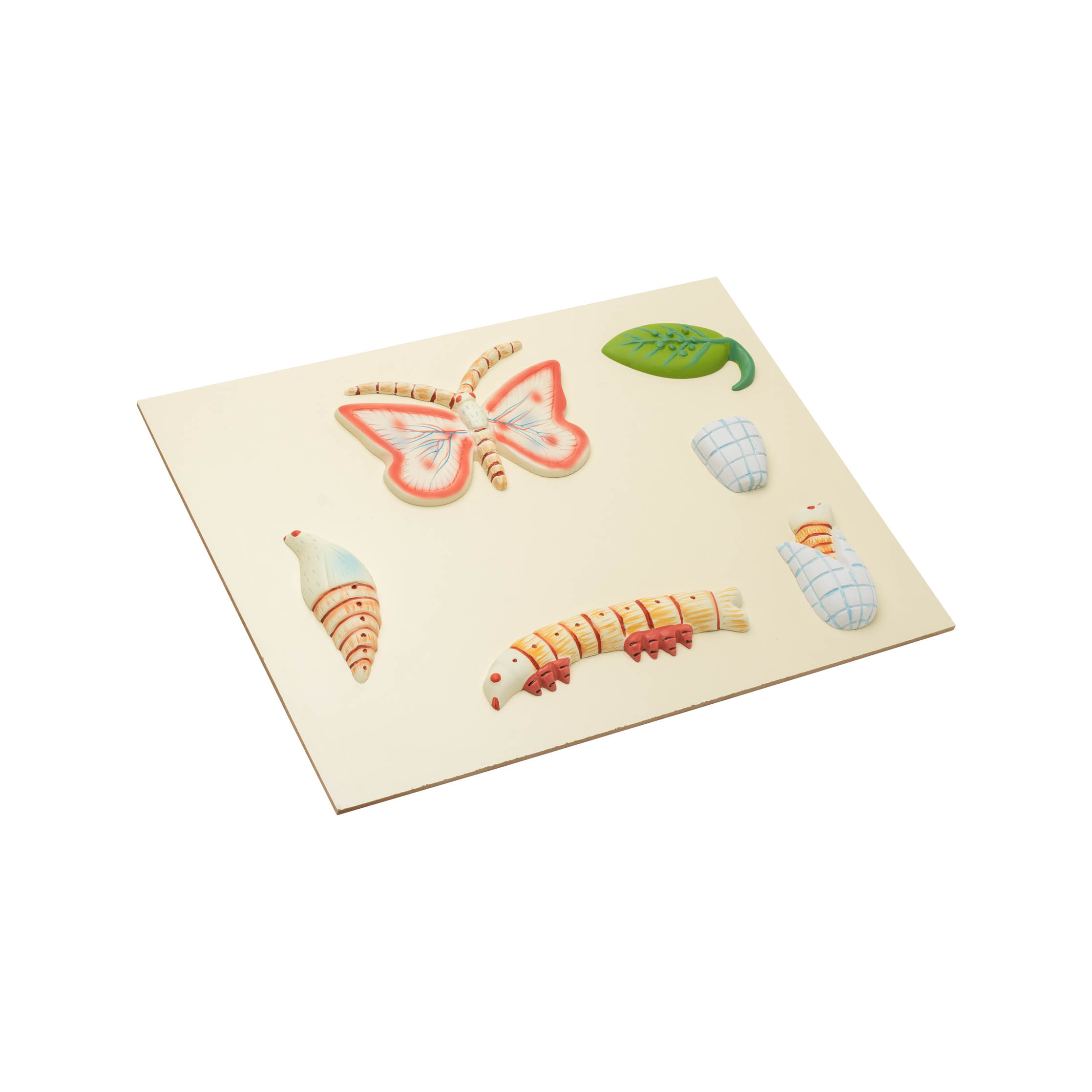 LIFE HISTORY OF BUTTERFLY MODEL - Image 3