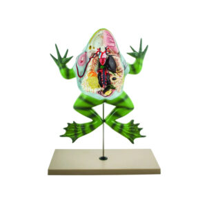 FROG DISSECTION MODEL (BULL FROG) ON STAND