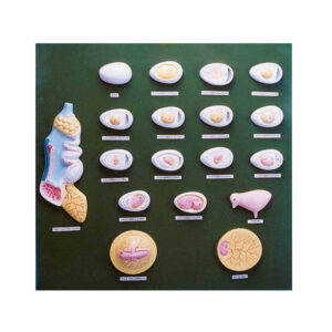 DEVELOPMENT OF CHICK