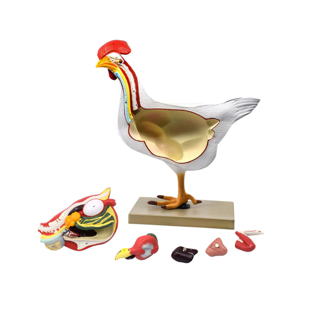 CHICKEN ANATOMY MODEL, 6 PARTS - LIFE SIZE