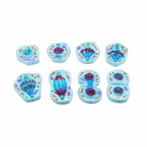 MITOSIS MODEL, SET OF 8 MODELS