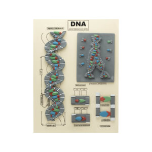 DNA (DEOXYRIBONUCLEIC ACID) MODEL