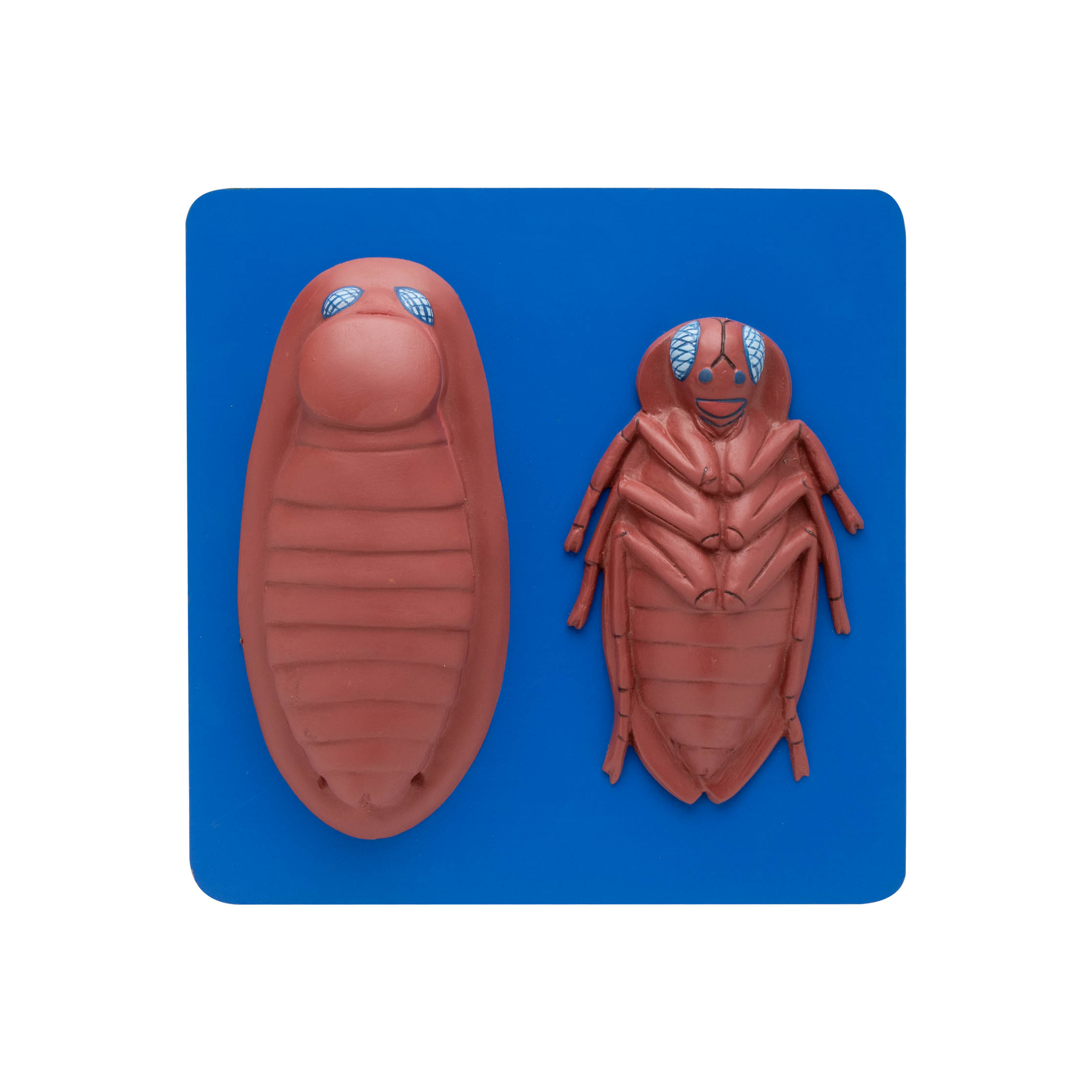 COCKROACH DISSECTED MODEL - Image 2