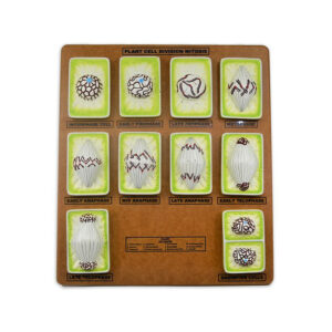 MITOSIS PHASES DEMONSTRATION MODEL