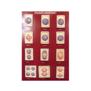 PLANT CELL DIVISION MEIOSIS