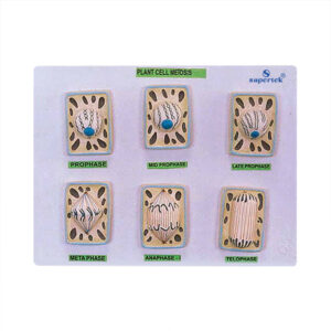 PLANT CELL DIVISION MEIOSIS