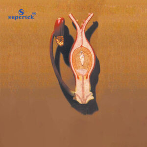 FERTILISATION OF ANGIOSPERMS