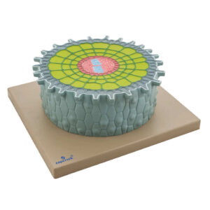 MODEL ABSORPTION ZONE OF ROOT