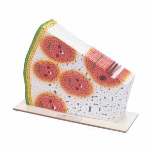 MONOCOT STEM INTERNAL ANATOMY & VASCULATURE