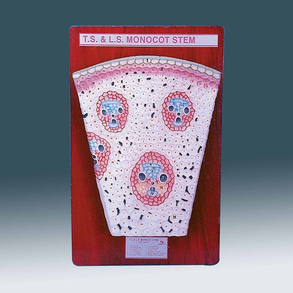 MONOCOT STEM T. S.
