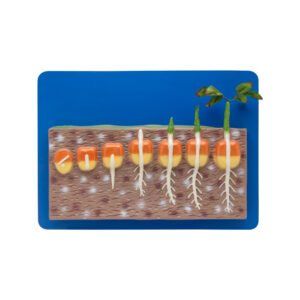 GERMINATION OF DICOT AND MONOCOT SEED