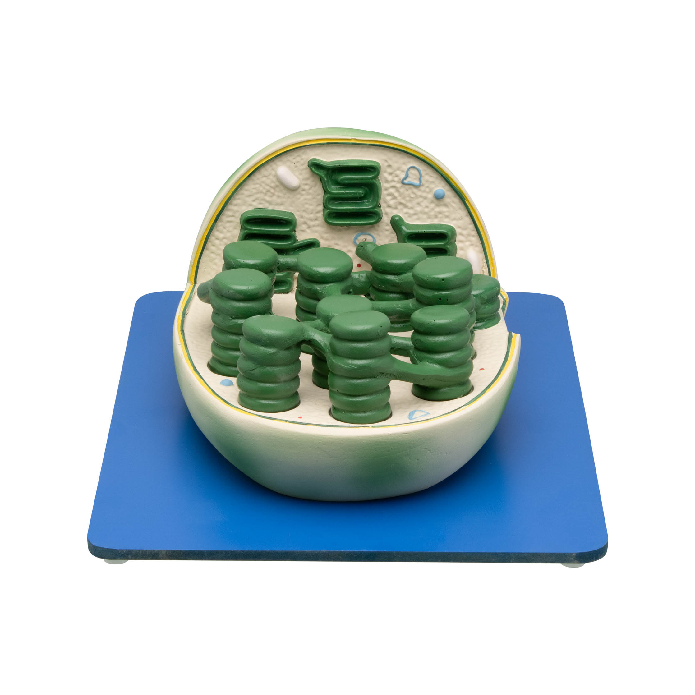 CHLOROPLAST MODEL