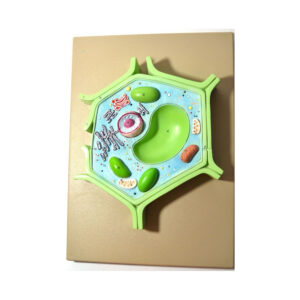 PLANT CELL ANATOMY STUDY MODEL