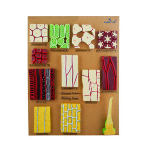 MODEL TYPE OF PLANT TISSUES