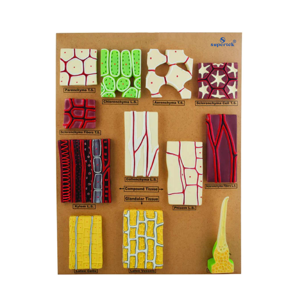MODEL TYPE OF PLANT TISSUES