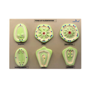 FLOWERING PLANT PLACENTATION MODEL SET