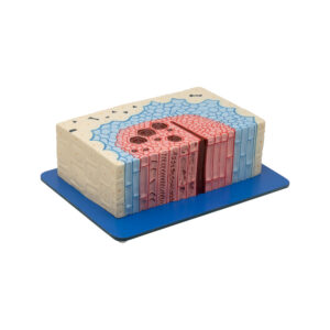 PLANT TISSUE CAMBIUM MODEL