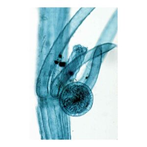 Chlorophyceae (Green Algae)