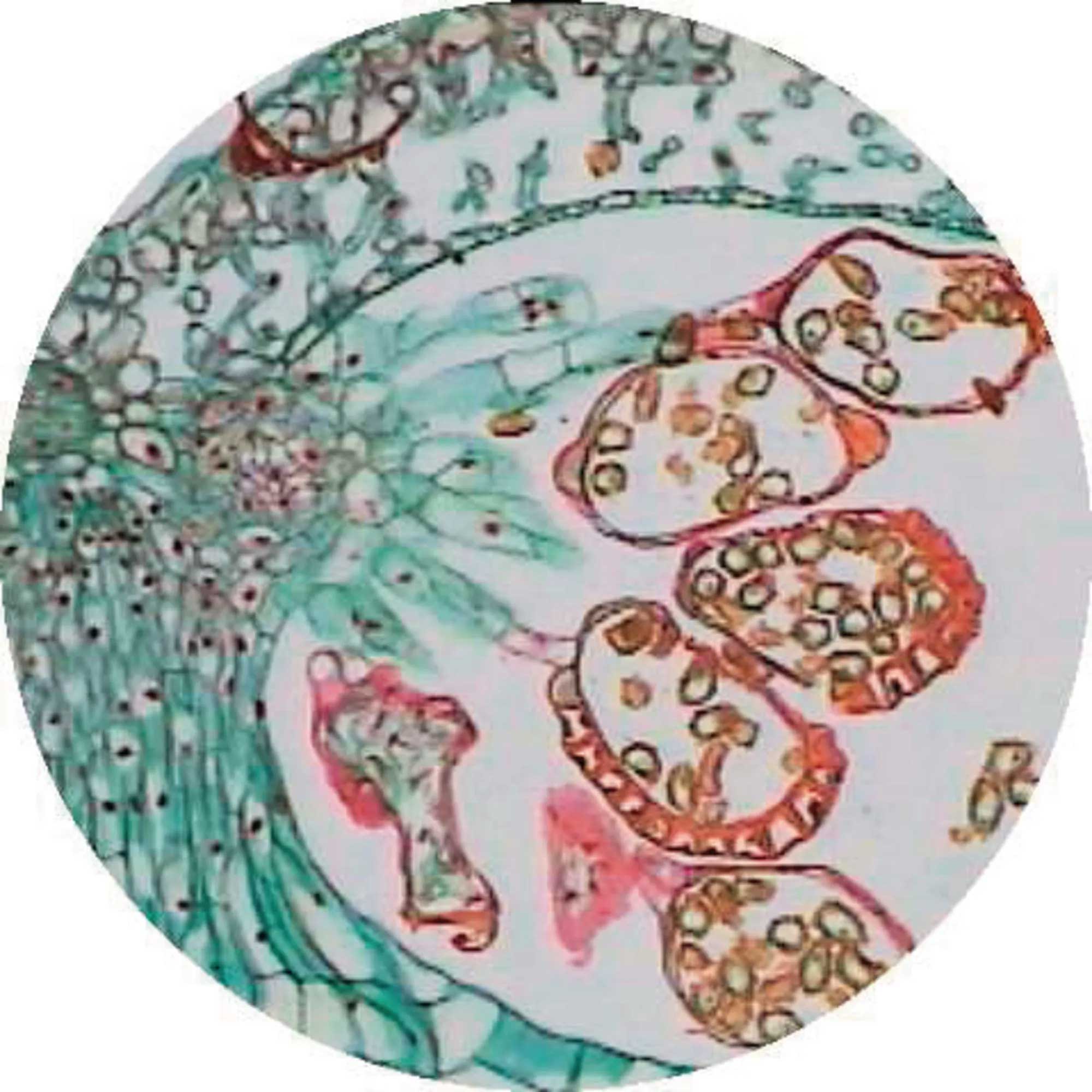 Gymnosperms - Image 2