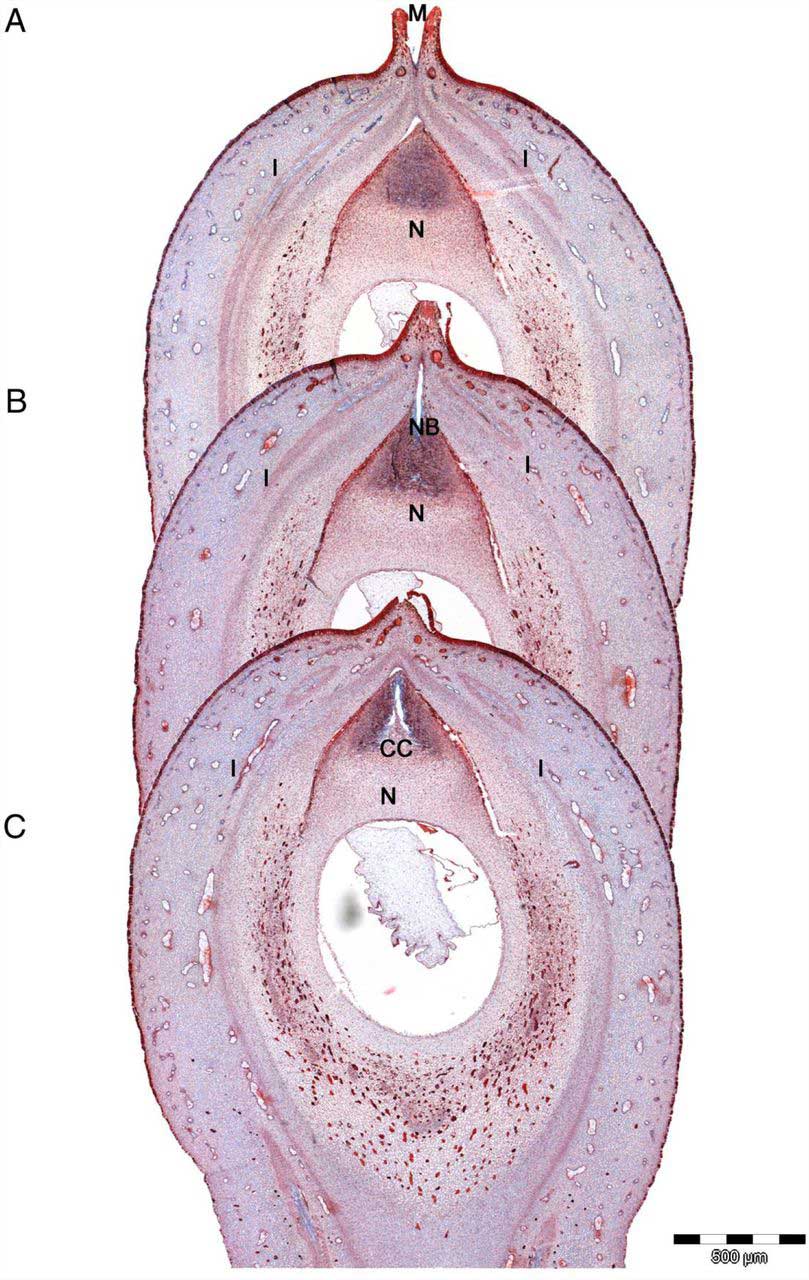 Gymnosperms - Image 3