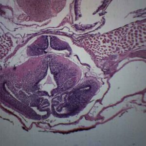 Frog Embryology